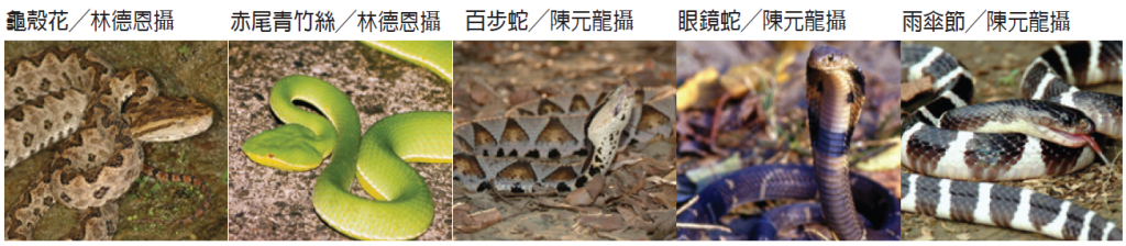 台灣常見毒蛇